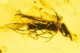 Authentic Baltic Amber With Fossil Insect - 44 Million Years Old - Photo 6
